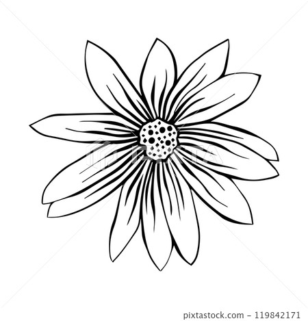Hand drawn sketch of Jerusalem artichoke flower or Helianthus tuberosus plant isolated Hand drawn sketch of Jerusalem artichoke flower or Helianthus tuberosus plant isolated 119842171