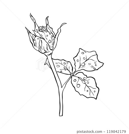 Rose bud flower with dew drops hand drawn in sketch style. Vector illustration. 119842179