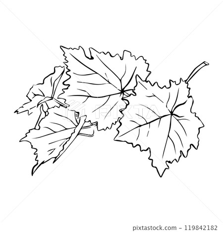 Hand drawn grape vine illustration. Hand drawn grape vine illustration. 119842182