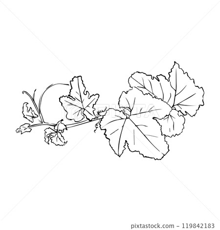 Hand drawn grape vine illustration. Hand drawn grape vine illustration. 119842183