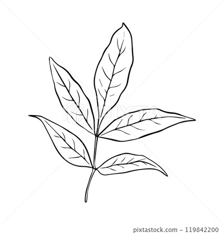 Ash leaf vector illustration in line art style isolated on a white background. Ash leaf vector illustration in line art style isolated on a white background. 119842200