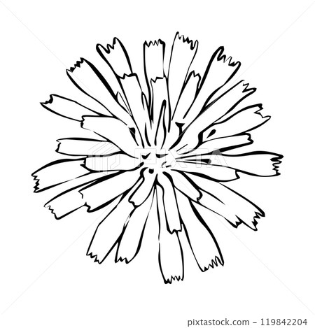 Chicory flower in linear style. Vector hand drawn illustration. 119842204