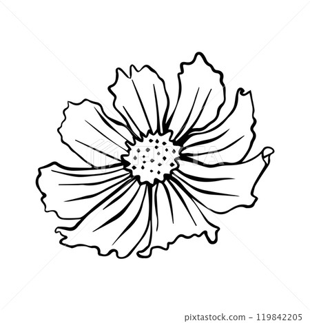Vector illustration of cosmos flower. Cosmos flower for your design Vector illustration of cosmos flower. Cosmos flower for your design 119842205