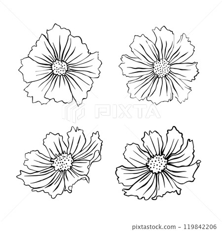 Set of vector illustration of cosmos flowers. Cosmos flower for your design. Set of vector illustration of cosmos flowers. Cosmos flower for your design. 119842206