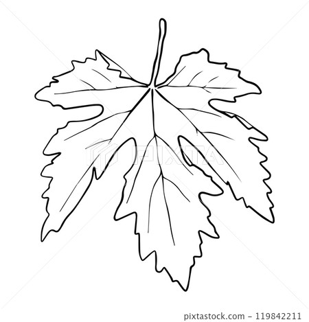 Grape leaf drawn in hand sketch style Grape leaf drawn in hand sketch style 119842211