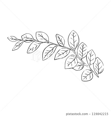 Leaves continuous line drawing. Abstract minimal botanical art. Vector illustration Leaves continuous line drawing. Abstract minimal botanical art. Vector illustration 119842215