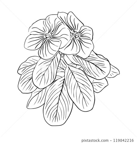 Flower arrangement of catharanthus with leaves hand drawn in sketch style.  119842216
