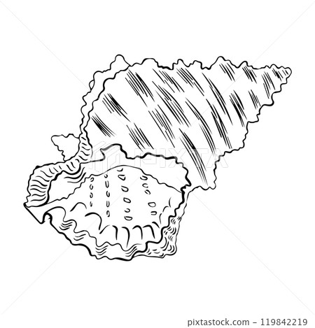 Vector seashell. Hand drawn seashell illustration on isolated background. Scallop drawing in outline style.  119842219