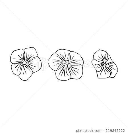 Catharanthus flowers hand drawn in sketch style. Periwinkle flower. Vector illustration Catharanthus flowers hand drawn in sketch style. Periwinkle flower. Vector illustration 119842222