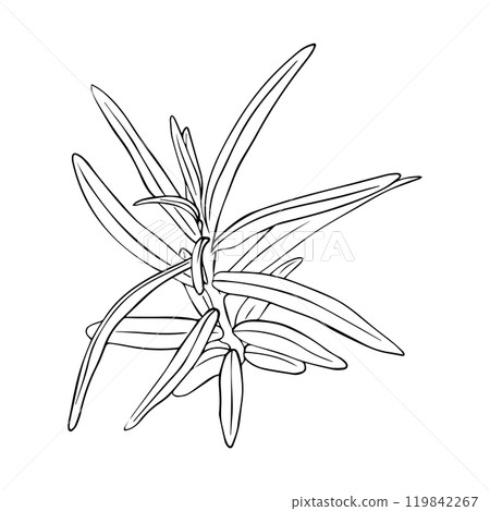 Engraved sea buckthorn hand drawn illustration. Vector isolated branch with leaves in ink style. Engraved sea buckthorn hand drawn illustration. Vector isolated branch with leaves in ink style. 119842267