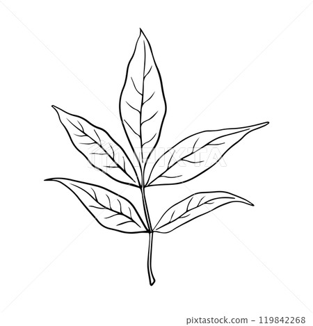 Ash leaf vector illustration in line art style isolated on a white background. 119842268