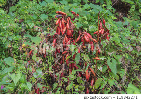 Red fruits of the Japanese quince in autumn / Orchidaceae, saprophytic plant Red fruits of the Japanese quince in autumn / Orchidaceae, saprophytic plant 119842271