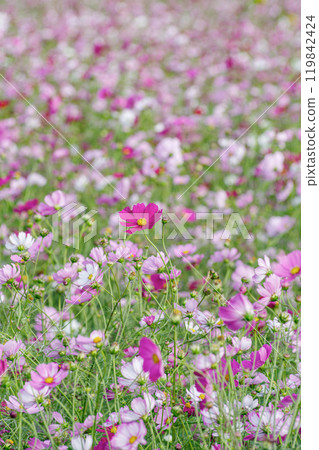 Cosmos field in full bloom 119842424