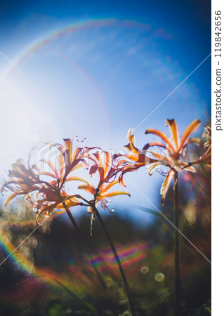 Higishibi flowered in the morning sun Higishibi flowered in the morning sun 119842656