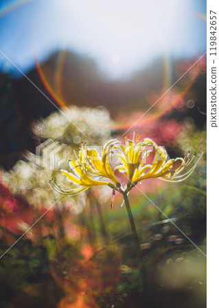 Higishibi在早晨的陽光下開花 Higishibi在早晨的陽光下開花 119842657