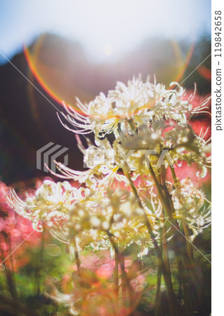 Higishibi在早晨的陽光下開花 Higishibi在早晨的陽光下開花 119842658