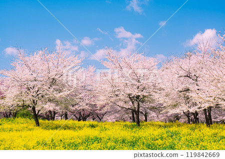 前橋赤城南側千本櫻的油菜花和櫻花 前橋赤城南側千本櫻的油菜花和櫻花 119842669
