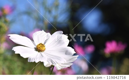 Cosmos close-up to feel autumn 119842716
