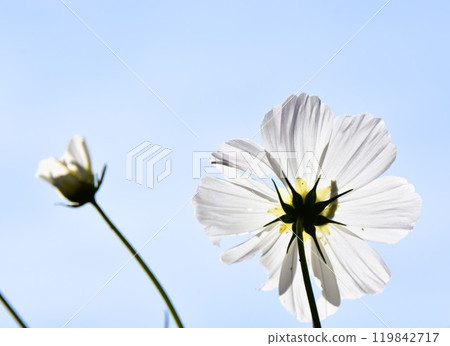 Cosmos close-up to feel autumn 119842717