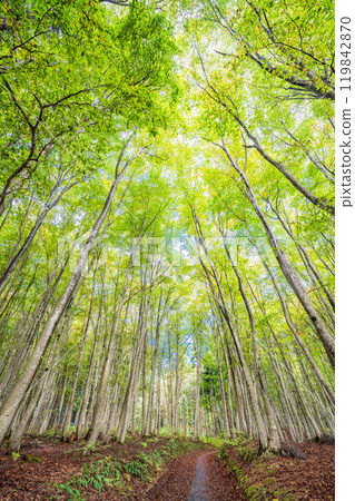 [Niigata Prefecture] Bijinbayashi forest where autumn leaves have begun to change color 119842870