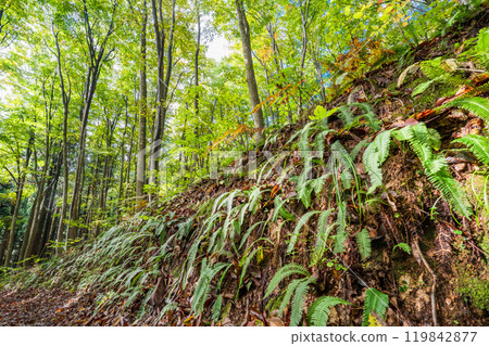 [Niigata Prefecture] Bijinbayashi forest where autumn leaves have begun to change color 119842877