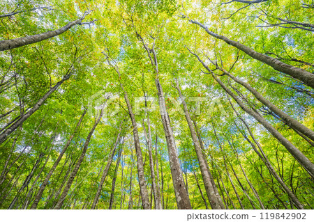 [Niigata Prefecture] Bijinbayashi forest where autumn leaves have begun to change color 119842902