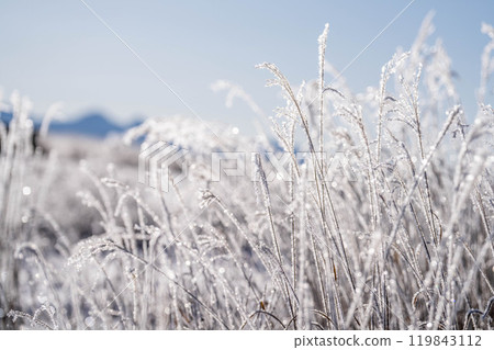 [Winter material] Hoarfrost on pampas grass [Nagano Prefecture] 119843112