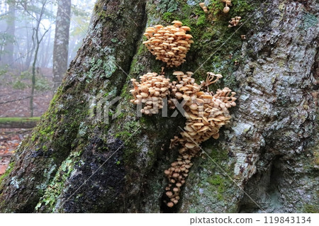 蘑菇 蘑菇 119843134