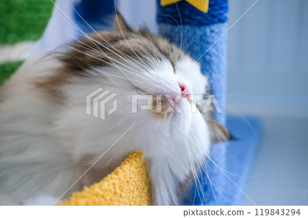 Close-up of cute fluffy sleepy white cat with funny face. Mixed breed cat between Maine Coon and Scottish Fold. Close-up of cute fluffy sleepy white cat with funny face. Mixed breed cat between Maine Coon and Scottish Fold. 119843294