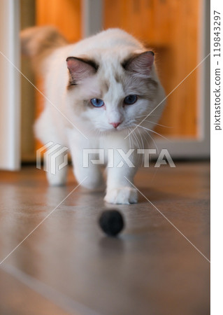 Cute Ragdoll cat playing with ball cat toy. 7 months old Cute Ragdoll cat playing with ball cat toy. 7 months old 119843297