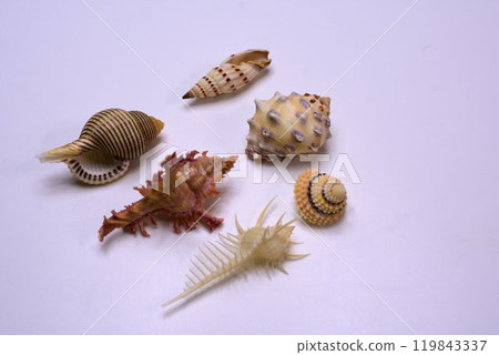 Okinawa souvenirs: Tropical seashells Okinawa souvenirs: Tropical seashells 119843337