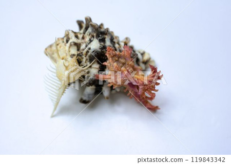 Okinawa souvenirs: Tropical seashells Okinawa souvenirs: Tropical seashells 119843342