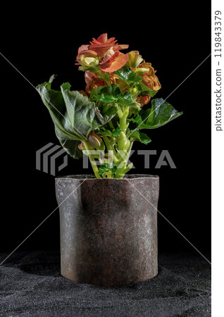 Begonia in a Rustic Metal Container Begonia in a Rustic Metal Container 119843379