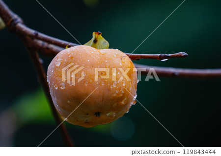 Persimmon after the rain 119843444