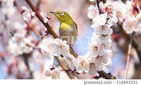 A white-eye has arrived at the white plum blossoms in full bloom (spring image) 119843535