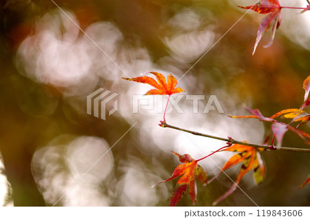 秋天的景色 119843606