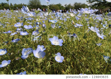 2024 年春季，東京舍人公園的粉蝶花田 119843635