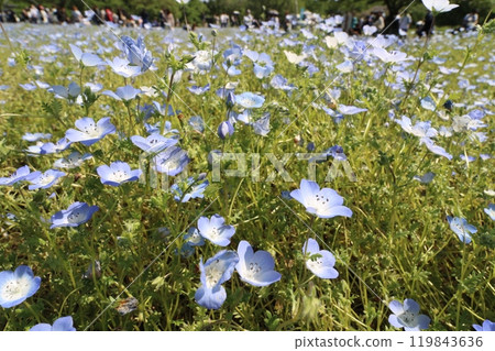2024 年春季，東京舍人公園的粉蝶花田 119843636