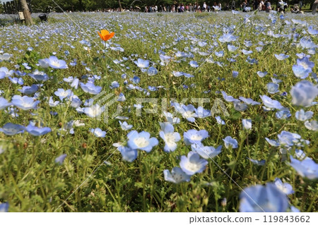 Nemophila fields in Toneri Park, Tokyo in spring 2024 119843662