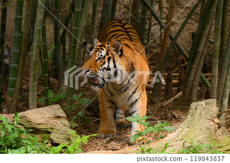 Bamboo forest and Amur tiger 119843837