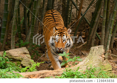 Bamboo forest and Amur tiger Bamboo forest and Amur tiger 119843838