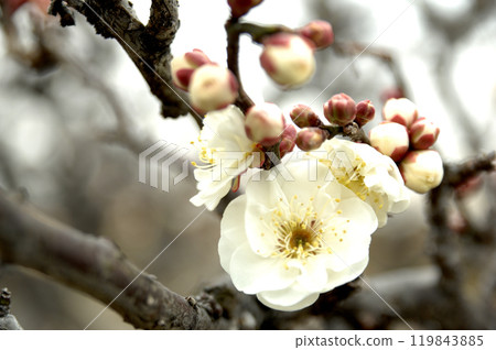 Spring coming Spring coming 119843885