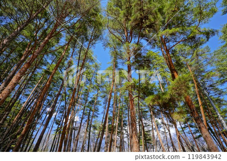Forest Forest 119843942