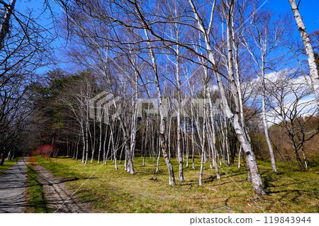 Birch and forest road 119843944