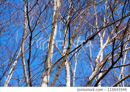 Birch Birch 119843946