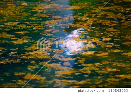 錦鯉在池塘里游泳 錦鯉在池塘里游泳 119843963