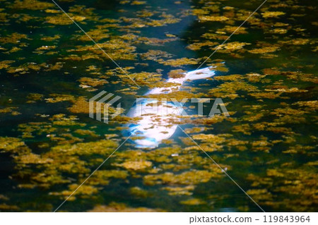 錦鯉在池塘里游泳 錦鯉在池塘里游泳 119843964