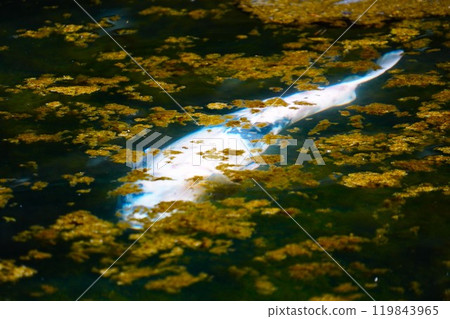 Koi swimming in the pond 119843965