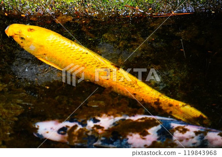 金鯉魚 金鯉魚 119843968