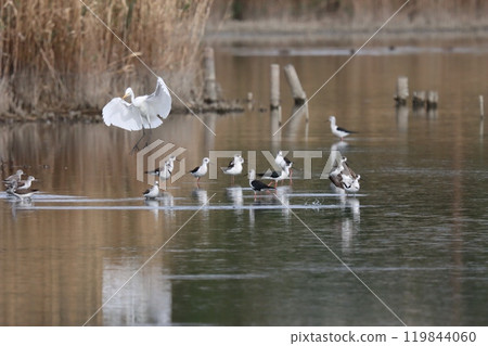 十月池塘裡的鳥 119844060
